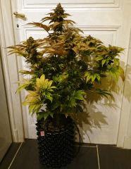 WHITE BERRY #5  FLO+80