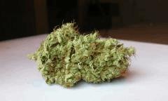WHITE BERRY # 11