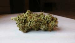 WHITE BERRY # 1