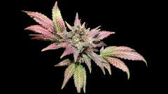 WHITE BERRY #12