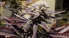 WHITE BERRY #10  FLO+80
