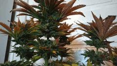 WHITE BERRY #8  FLO+80