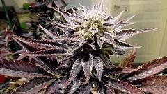 WHITE BERRY #10  FLO+80