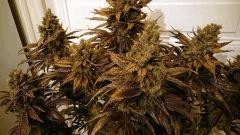 WHITE BERRY #3  FLO+80