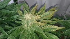 WHITE BERRY 2 FLO+48