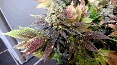 WHITE BERRY #12  FLO+80