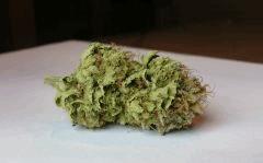 WHITE BERRY # 8
