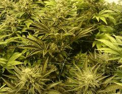WHITE BERRY # 10 FLO+61