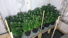 WHITE BERRY FLO+48