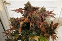 WHITE BERRY #6  FLO+80