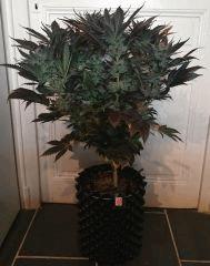 WHITE BERRY #2  FLO+80