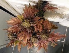 WHITE BERRY #6  FLO+80