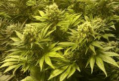 WHITE BERRY # 11 FLO+61