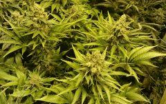WHITE BERRY # 9 FLO+61