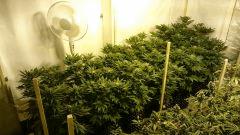 WHITE BERRY, FLO+34