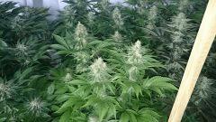 WHITE BERRY 9 FLO+48