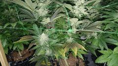 WHITE BERRY 10 FLO+48
