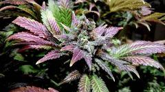 WHITE BERRY #12  FLO+80