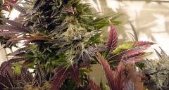 WHITE BERRY #10  FLO+80