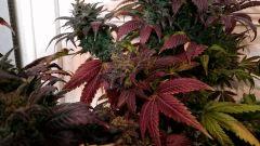 WHITE BERRY #7  FLO+80