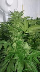 WHITE BERRY 7 FLO+48