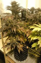 WHITE BERRY#7, FLO+73