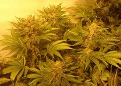 WHITE BERRY # 4 FLO+61