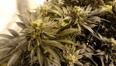 WHITE BERRY#1, FLO+73