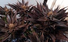 WHITE BERRY #2  FLO+80
