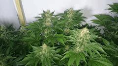 WHITE BERRY 4 FLO+48