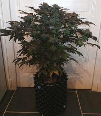 WHITE BERRY #1  FLO+80