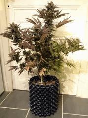 WHITE BERRY #10  FLO+80