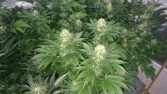 WHITE BERRY 11 FLO+48