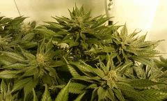 WHITE BERRY # 2 FLO+61
