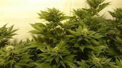 WHITE BERRY, FLO+34