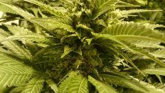 WHITE BERRY # 7, Banane, FLO+61
