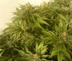 WHITE BERRY # 5 FLO+61