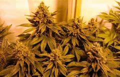 WHITE BERRY # 3 FLO+61