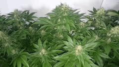WHITE BERRY 5 FLO+48