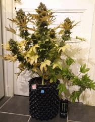 WHITE BERRY #11  FLO+80