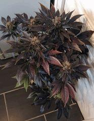 WHITE BERRY #1  FLO+80