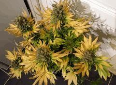 WHITE BERRY #11  FLO+80