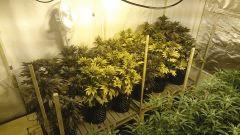 WHITE BERRY FLO+73