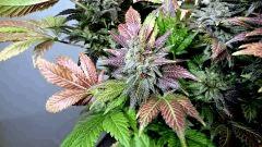 WHITE BERRY #12  FLO+80
