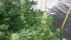 WHITE BERRY 12 FLO+48