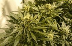 WHITE BERRY # 1 FLO+61