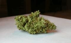 WHITE BERRY # 9