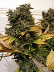 WHITE BERRY #11  FLO+80