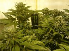 WHITE BERRY # 7, Monster, FLO+61