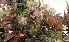 WHITE BERRY #10  FLO+80
